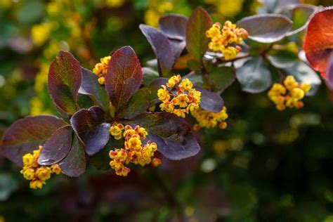 burberry trees|when do barberry bushes bloom.